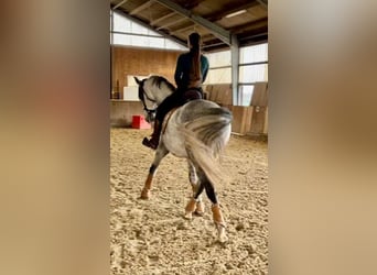 Lusitanos, Wallach, 9 Jahre, 164 cm, Schimmel