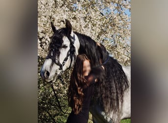Lusitanos, Wallach, 9 Jahre, 164 cm, Schimmel