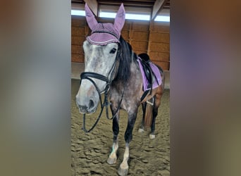 Lusitanos Mix, Wallach, 9 Jahre
