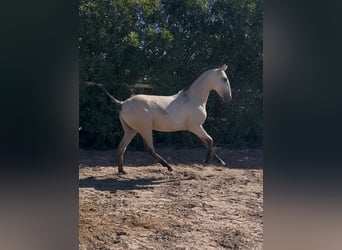 Lusitanos, Wallach, Fohlen (04/2026), Falbe