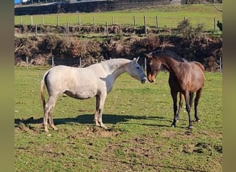 Lusitanos, Yegua, 10 años, 162 cm, Tordo