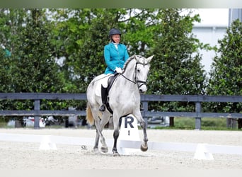 Lusitanos, Yegua, 10 años, 167 cm, Tordo