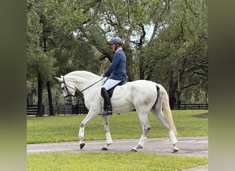 Lusitanos, Yegua, 10 años, 167 cm, Tordo