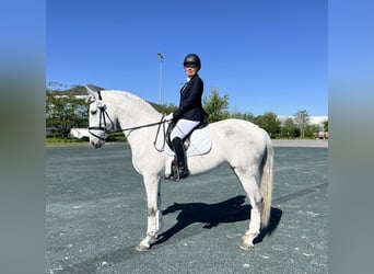 Lusitanos, Yegua, 10 años, 167 cm, Tordo
