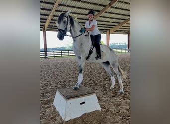 Lusitanos, Yegua, 10 años, 167 cm, Tordo