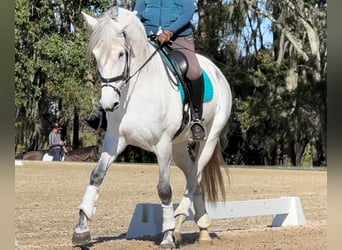 Lusitanos, Yegua, 10 años, 167 cm, Tordo