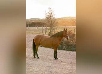 Lusitanos, Yegua, 11 años, 153 cm, Castaño