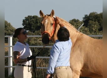 Lusitanos, Yegua, 11 años, 154 cm, Palomino