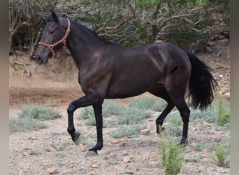 Lusitanos, Yegua, 11 años, 156 cm, Castaño oscuro