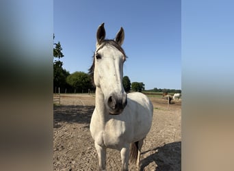Lusitanos, Yegua, 11 años, 159 cm, Tordo