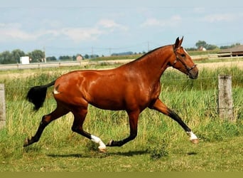Lusitanos, Yegua, 11 años, 160 cm, Castaño