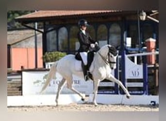 Lusitanos, Yegua, 11 años, 160 cm, White/Blanco