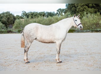 Lusitanos, Yegua, 11 años, 162 cm