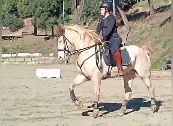Lusitanos Mestizo, Yegua, 11 años, 164 cm, Cremello