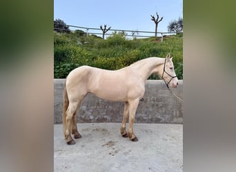 Lusitanos Mestizo, Yegua, 11 años, 164 cm, Cremello