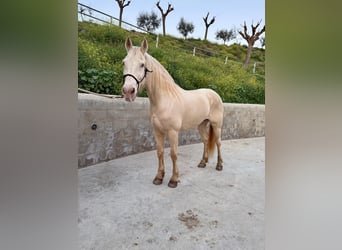 Lusitanos Mestizo, Yegua, 11 años, 164 cm, Cremello