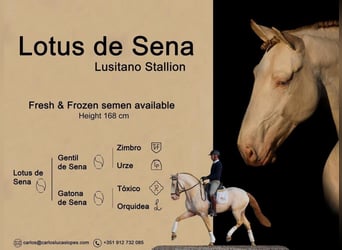 Lusitanos, Yegua, 11 años, 167 cm, Castaño