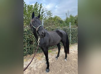 Lusitanos, Yegua, 13 años, 155 cm, Negro