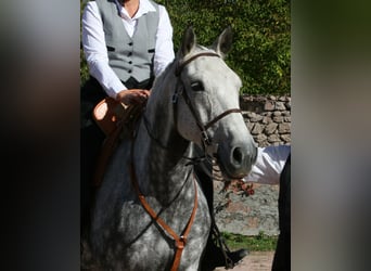Lusitanos, Yegua, 13 años, 161 cm, Bayo