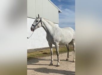 Lusitanos, Yegua, 13 años, Tordo