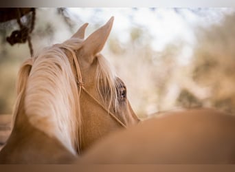 Lusitanos, Yegua, 14 años, 160 cm, Palomino