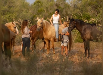 Lusitanos, Yegua, 14 años, 160 cm, Palomino