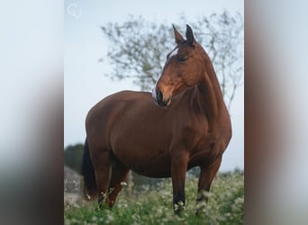 Lusitanos, Yegua, 14 años, 164 cm, Castaño rojizo