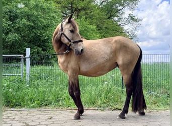 Lusitanos, Yegua, 15 años, 151 cm, Bayo