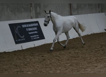 Lusitanos, Yegua, 15 años, Alazán-tostado