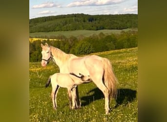 Lusitanos, Yegua, 15 años, Cremello