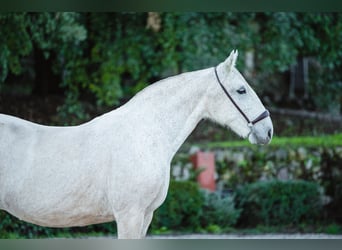 Lusitanos, Yegua, 17 años