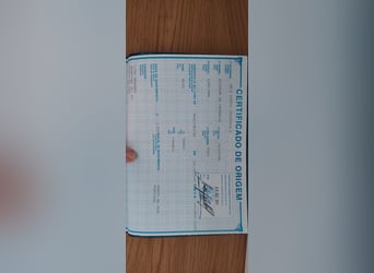 Lusitanos, Yegua, 17 años, Tordo