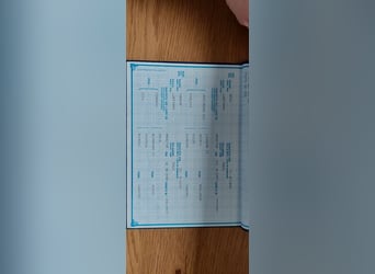 Lusitanos, Yegua, 17 años, Tordo