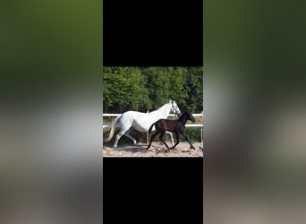 Lusitanos, Yegua, 17 años, Tordo