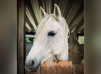 Lusitanos Mestizo, Yegua, 18 años, 150 cm, Tordo picazo