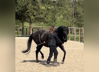 Lusitanos, Yegua, 19 años, 160 cm, Negro