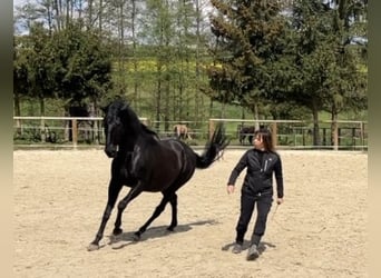 Lusitanos, Yegua, 19 años, 160 cm, Negro