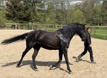 Lusitanos, Yegua, 19 años, 160 cm, Negro