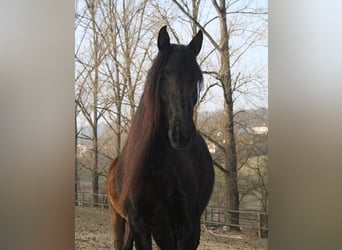 Lusitanos, Yegua, 19 años, 160 cm, Negro
