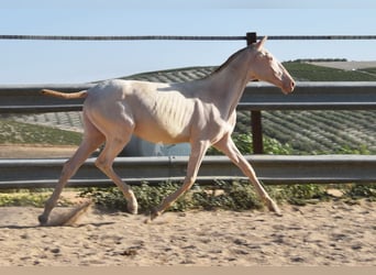 Lusitanos, Yegua, 1 año, 133 cm, Cremello