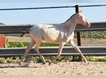 Lusitanos, Yegua, 1 año, 133 cm, Cremello