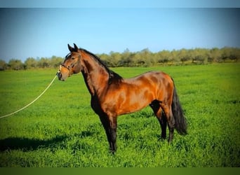 Lusitanos, Yegua, 1 año, 140 cm, Castaño