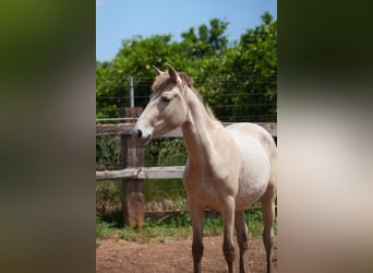 Lusitanos Mestizo, Yegua, 1 año, 140 cm, Perla