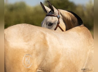 Lusitanos, Yegua, 1 año, 157 cm, Buckskin/Bayo