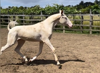 Lusitanos Mestizo, Yegua, 1 año, 157 cm, Cremello