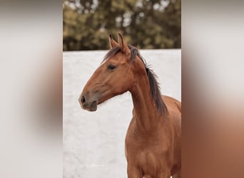 Lusitanos, Yegua, 1 año, 158 cm, Castaño