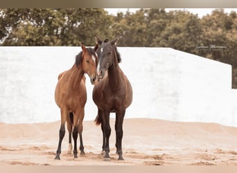 Lusitanos, Yegua, 1 año, 158 cm, Castaño