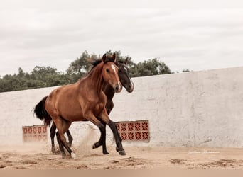 Lusitanos, Yegua, 1 año, 158 cm, Castaño