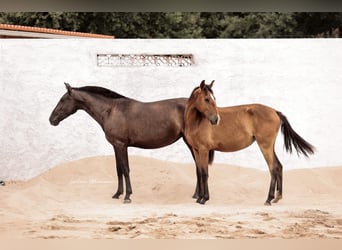 Lusitanos, Yegua, 1 año, 158 cm, Castaño