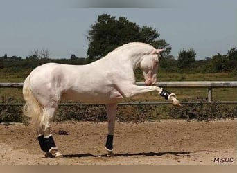 Lusitanos, Yegua, 1 año, 158 cm, Tordo